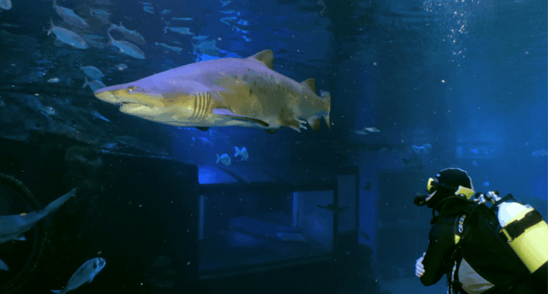 palma-de-mallorca-shark-dive-at-palma-aquarium