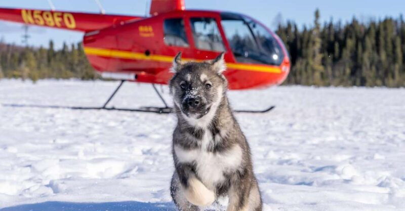 palmer-dogs-and-glaciers-sledding-and-helicopter-tour