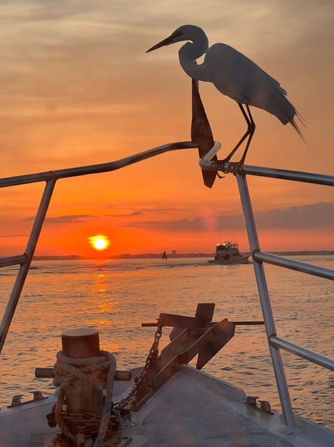 panama-city-beach-private-dolphin-cruise