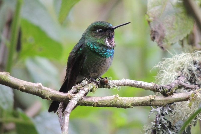 papallacta-hot-springs-and-hummingbirds-farm-day-tour