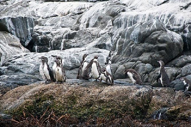 penguins-watching-navigation-horseridebarbecue-from-valparaiso