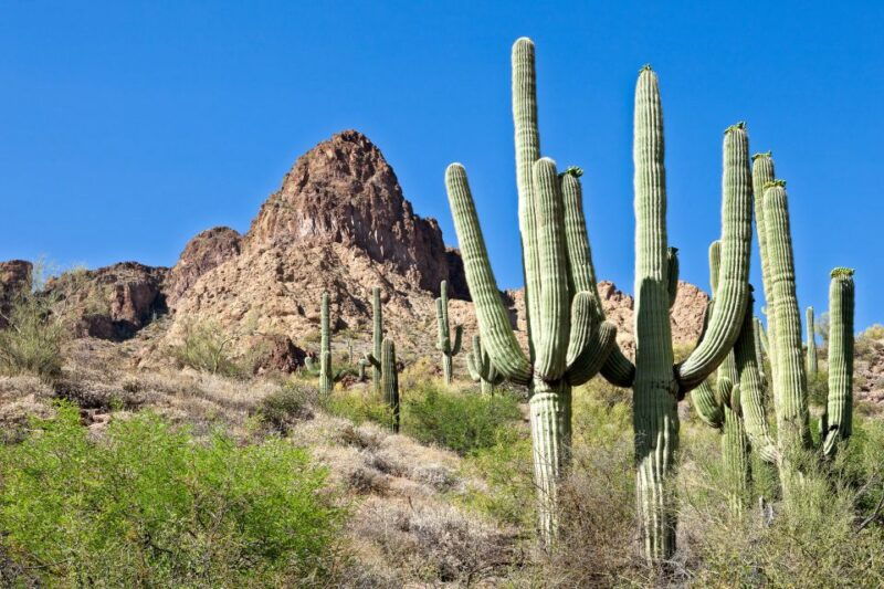 phoenix-scottsdale-apache-trail-tour-canyon-lake-cruise