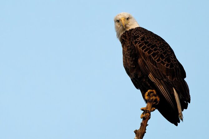 photograph-low-country-wildlife-with-a-professional-photographer