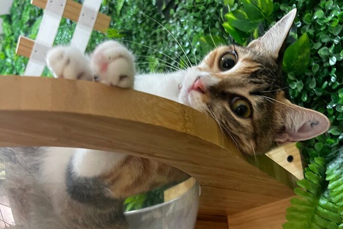 playa-conchal-90-min-kitty-cat-cuddle-session