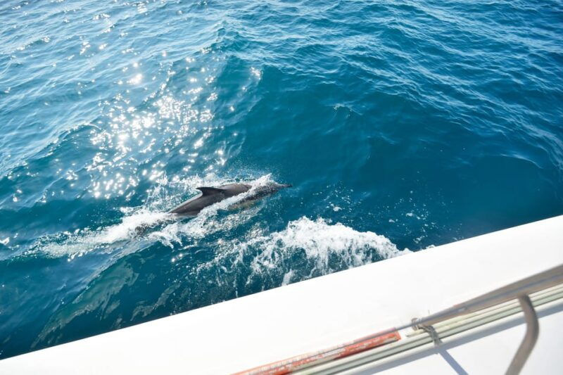 pollenca-dolphin-watching-boat-excursion