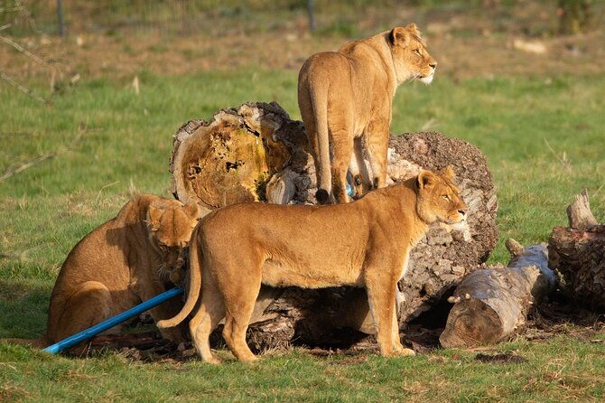 port-lympne-day-ticket