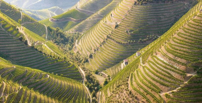 porto-private-tour-wineries-tastings-picnic-boat-trip