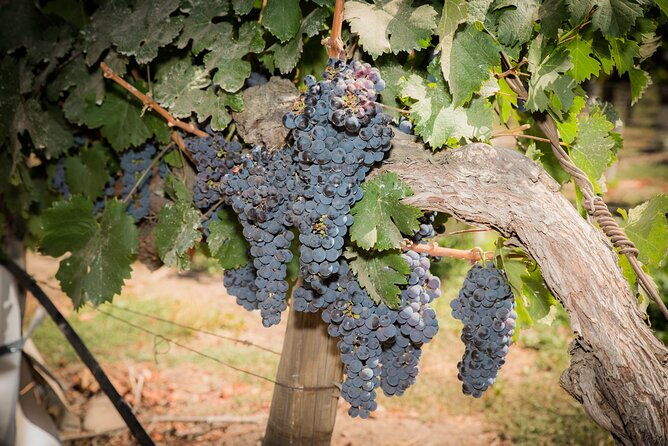 premium-wine-tasting-and-tour-at-santa-rita-private-transport