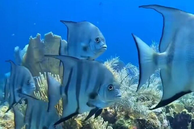 private-adventure-wildlife-snorkeling-west-bay-beach