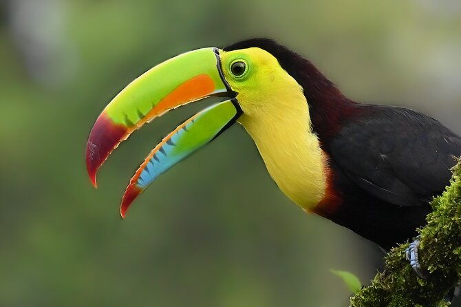 private-birdwatching-at-monteverde