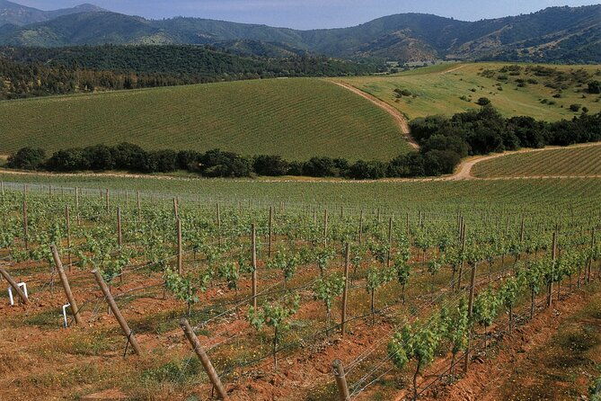private-casablanca-valley-de-luxe-wine-tour