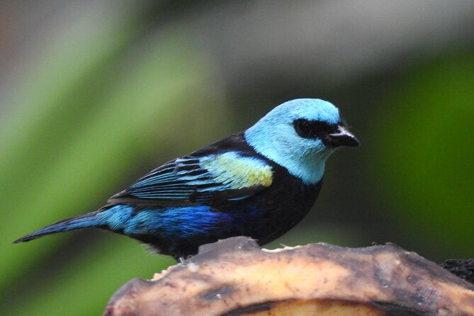 private-cloud-forest-hummingbird-feeders-and-quito-old-town-tour