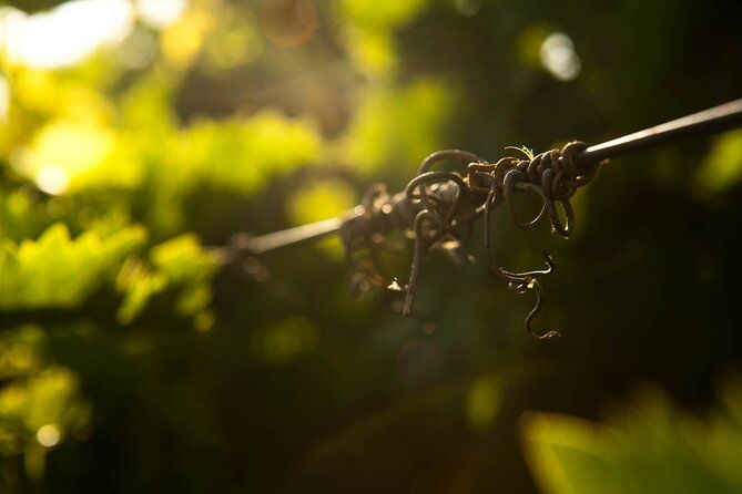 private-cretan-gastronomic-experience-winery-visit-with-tastings-cooking-class
