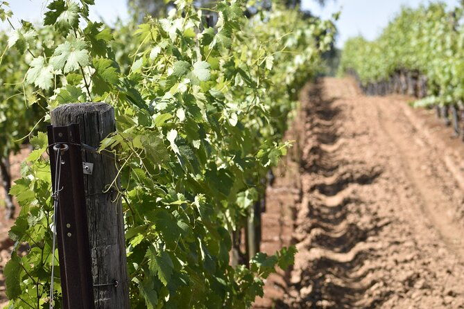 private-customized-napa-valley-wine-tasting-tour-10-passenger