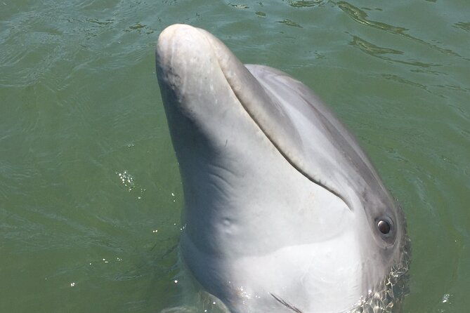 private-dolphins-and-daufuskie-island-stop-tour