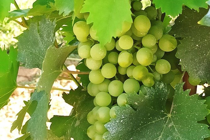 private-excursion-florence-chianti-with-wine-tasting-experience-from-livorno