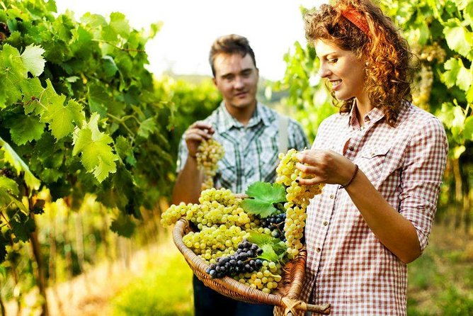 private-grape-stomping-in-chianti-from-siena