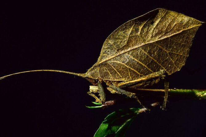 private-guided-night-walk-in-the-wonderful-darkness-of-monteverde