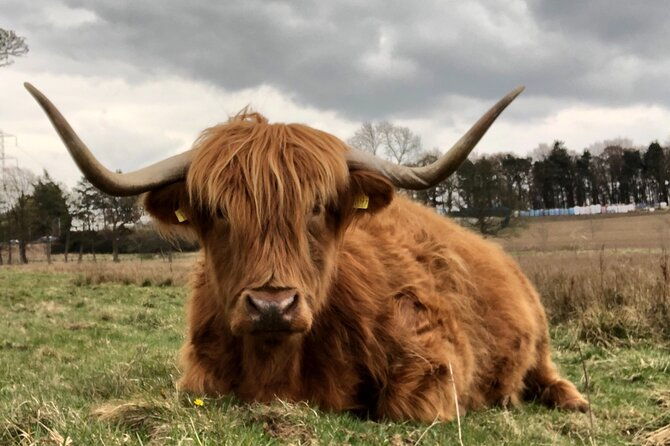 private-luxury-shore-excursion-driving-tour-to-stirling-six-hours-long