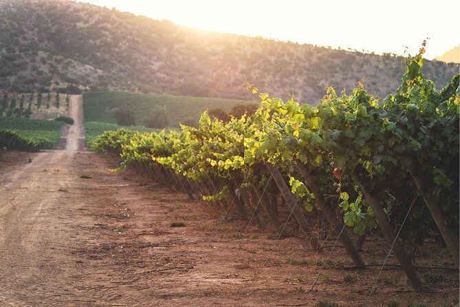 private-san-antonio-port-visit-chocalan-winery-transfer-hotel