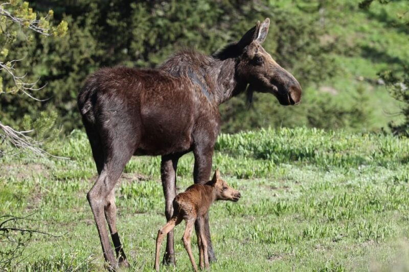 private-sunset-safari-of-grand-teton-national-park