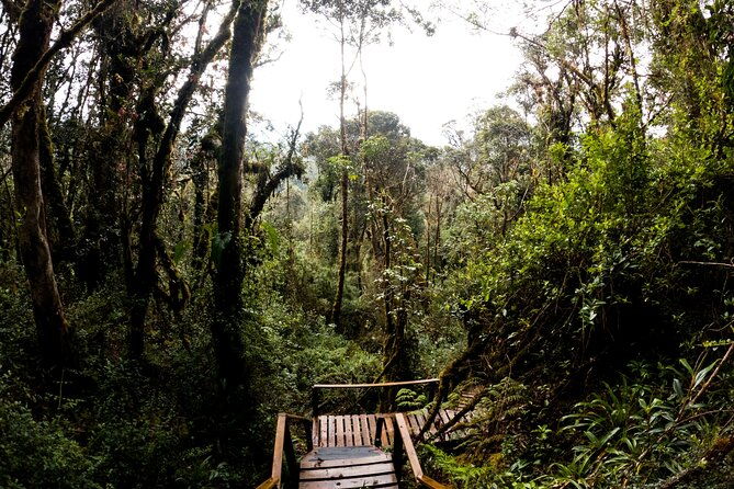 private-tour-deer-in-the-chingaza-paramo-and-suasie-trail