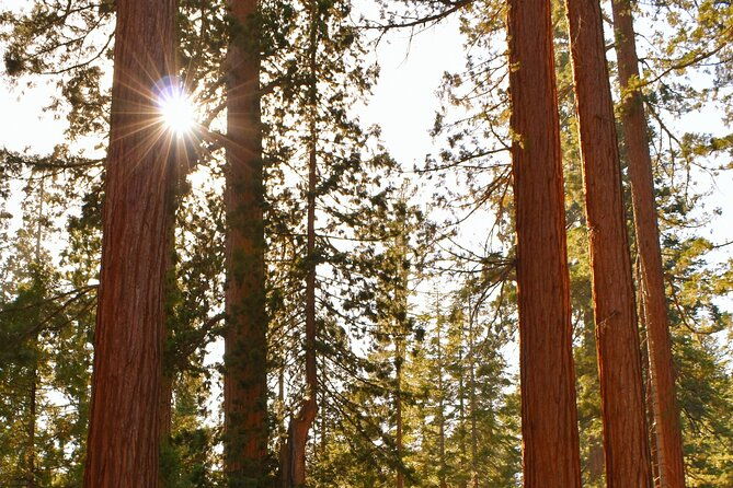 private-tour-of-john-muir-redwoods-and-sausalito