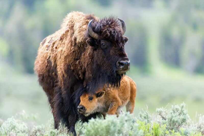 private-tour-of-yellowstone-national-park