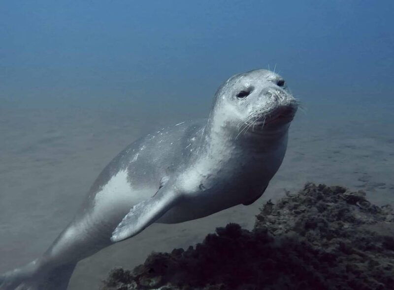 private-tour-ponta-de-sao-lourenco-scuba-snorkeling