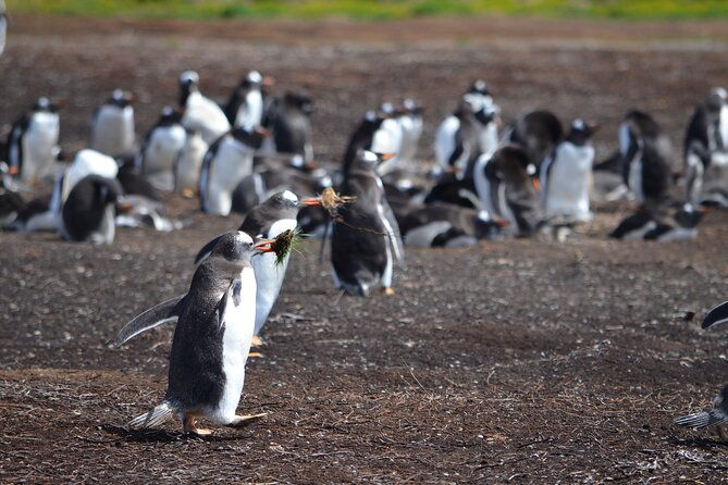 private-wild-shores-tour-penguins-elephant-seals-stanley
