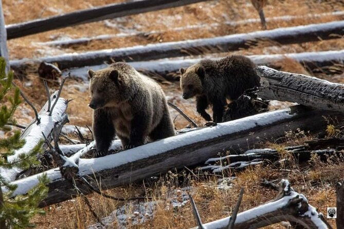 private-yellowstone-wildlife-and-photo-tours-west-yellowstone