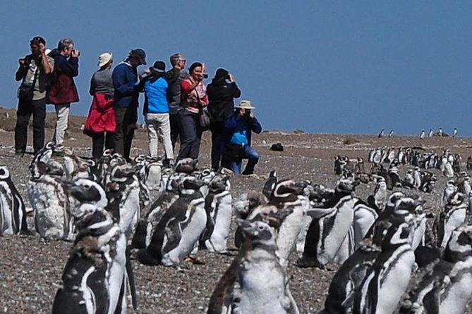 puerto-madryn-valdes-peninsula-with-visit-to-the-magellanic-penguin-colony