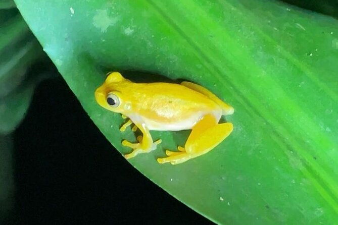 rainforest-night-tour-at-tapir-home-bijagua