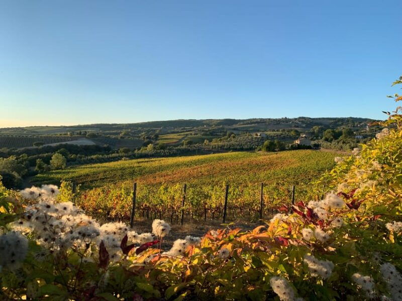 raise-a-glass-exclusive-wine-experiences-near-orvieto