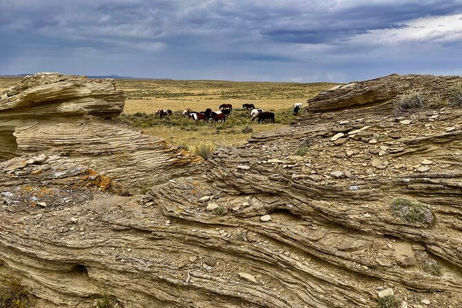 red-canyon-wild-mustang-safari-truck-tours-in-cody-wyoming