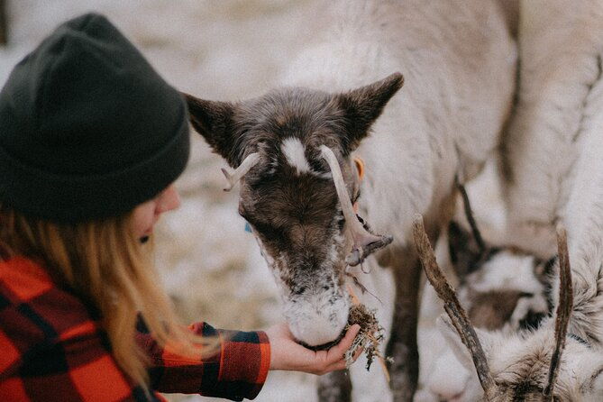 reindeer-herding-and-a-snowmobile-slegh-ride
