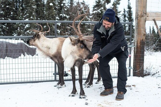 reindeer-meet-and-greet