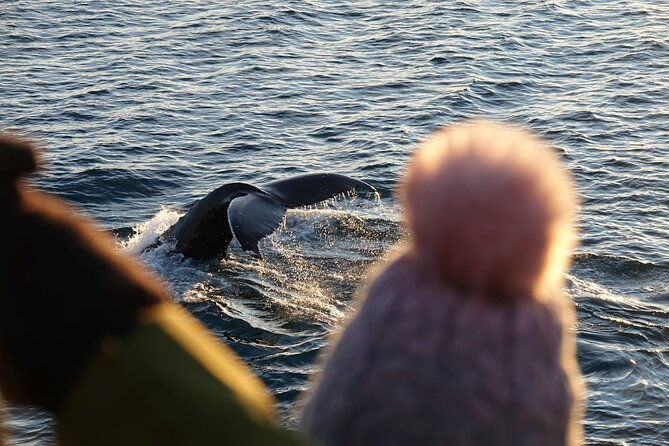 reykjavik-bay-arctic-rose-whale-watching-excursion