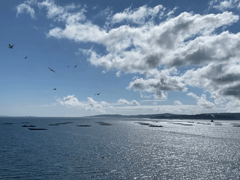 ria-de-arousa-daytime-or-sunset-sailboat-cruise-with-drinks