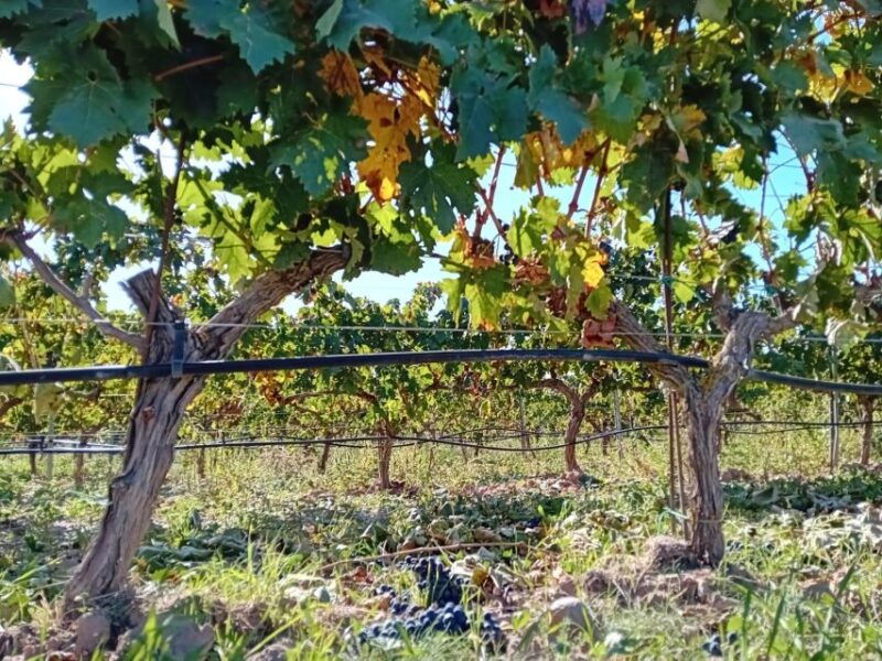 ribera-del-duero-2-winery-visits-and-transport-from-madrid-2