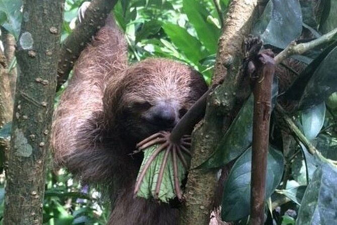 rio-celeste-fallsrain-foresttubingslothful-shrine