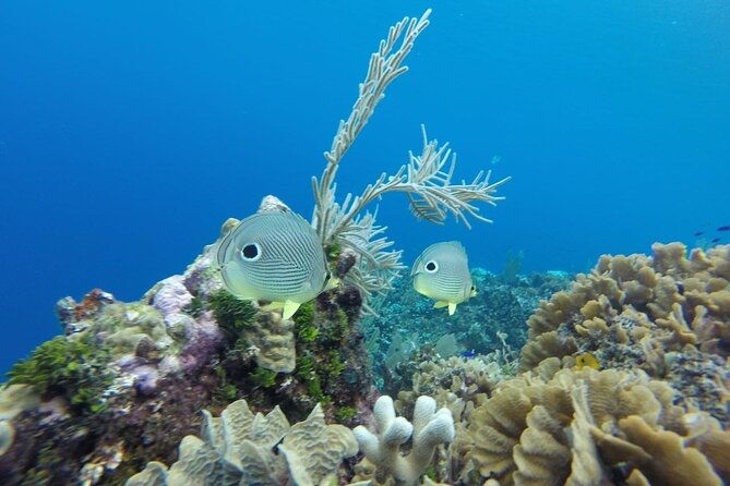 roatan-east-side-mangrove-tunnels-and-snorkel-adventure