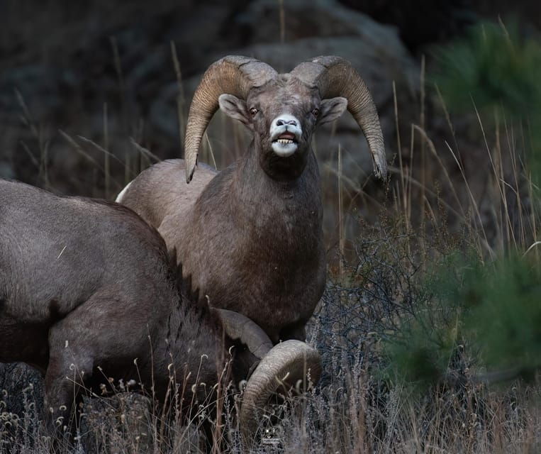 rocky-mountain-national-park-private-wildlife-hiking-tour
