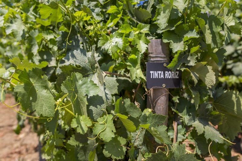 ruler-wine-tasting-at-a-farm-traditional-lunch-cruise-and-train