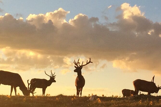 rutting-around-elk-viewing-tour
