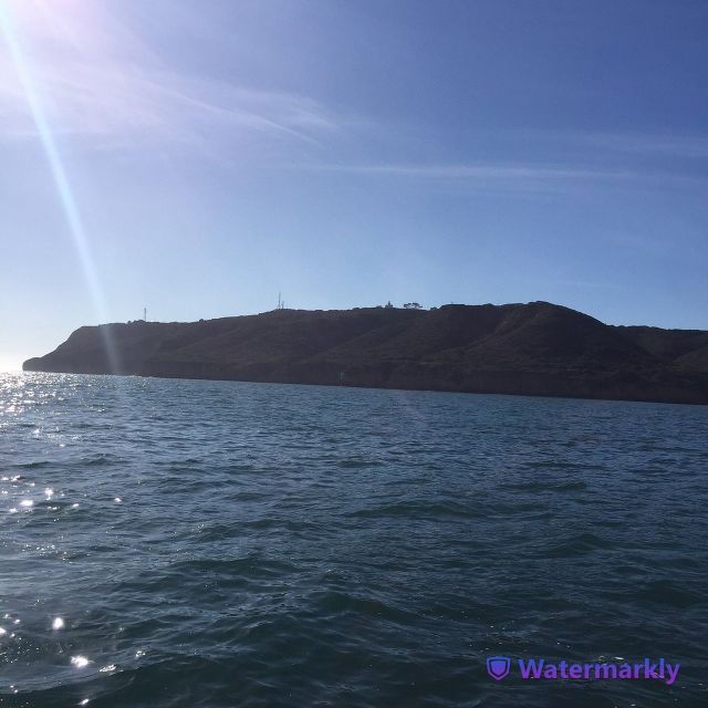 san-diego-half-day-marine-wildlife-tour-with-lunch-3