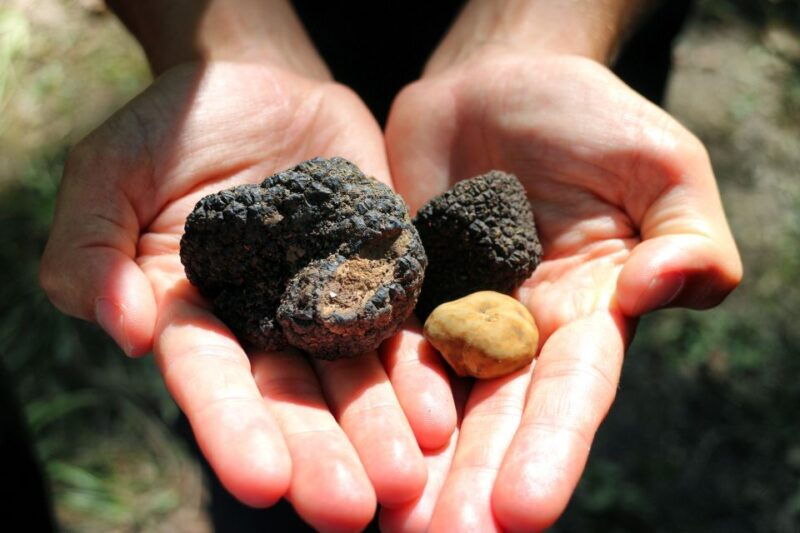 san-gimignano-truffle-hunting-with-lunch-wine-tasting