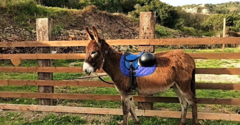 sassari-hiking-with-donkeys-in-cargeghe-and-aperitif
