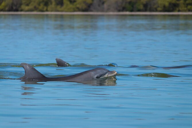 savannah-coastal-dolphin-eco-tour