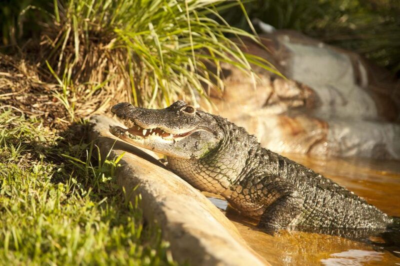 sawgrass-park-private-1-hour-airboat-adventure-tour